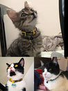 Trouble Maker Cat Collar
