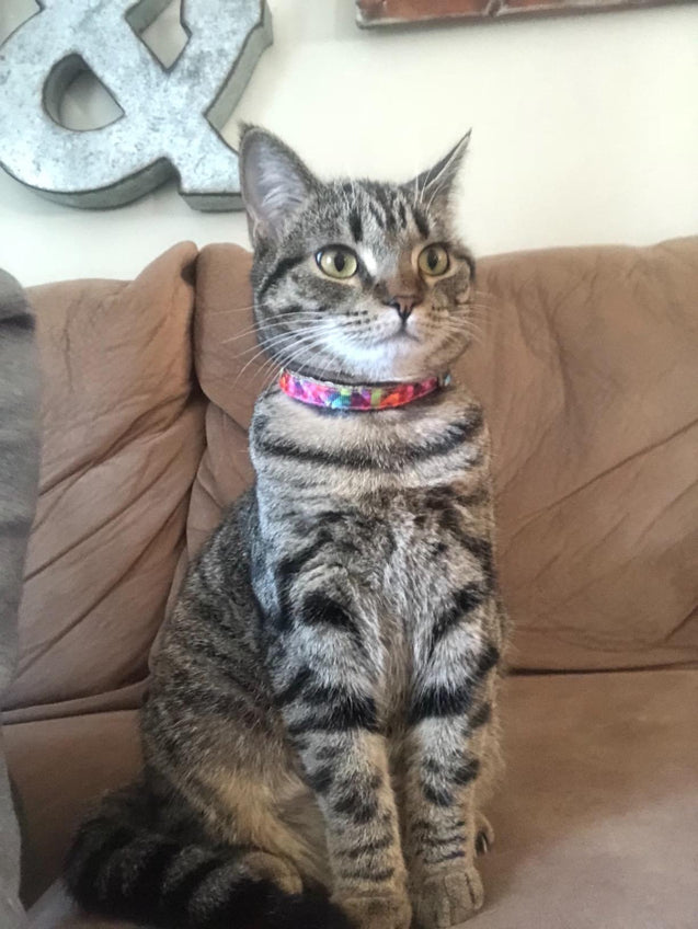 Kaleidoscope Diamond Cat Collar